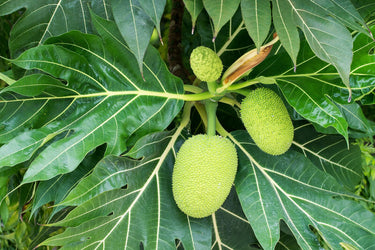 Breadfruit Tree, Air Layered